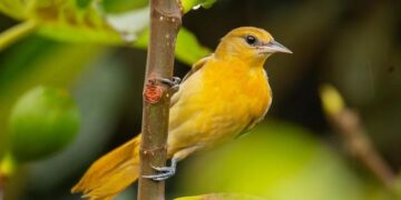 “The Golden Bachelorette” Filmed Episodes on Windstar Cruises and in Tahiti – TravelAge West