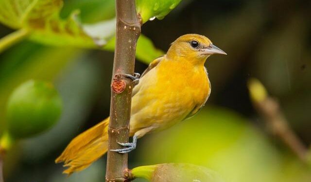 “The Golden Bachelorette” Filmed Episodes on Windstar Cruises and in Tahiti – TravelAge West