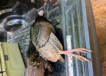 Two cited in Sugartown for alleged turkey hunting violations – kalb.com