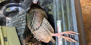 Two cited in Sugartown for alleged turkey hunting violations – kalb.com