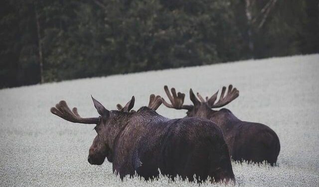 “The Great Moose Migration” 2025 livestream starts in Sweden, delighting millions with slow TV – CBS News