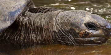 Giant tortoises in Seychelles face threat from luxury hotel development – The Guardian