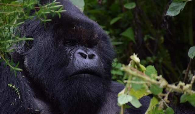 US Envoy Urges Rwanda to Withdraw From DRC and Stop M23 Support – The Defense Post