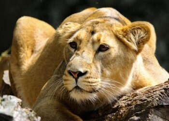 Lion kills 14-year-old girl outside Kenya’s Nairobi National Park – CNN