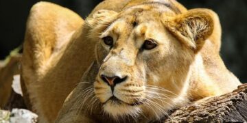 Lion kills 14-year-old girl outside Kenya’s Nairobi National Park – CNN
