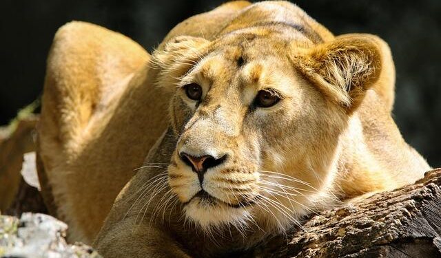 Lion kills 14-year-old girl outside Kenya’s Nairobi National Park – CNN