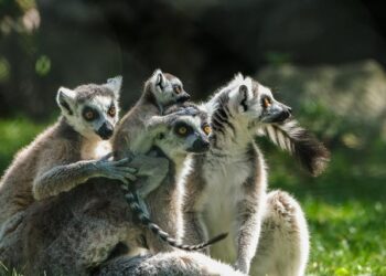 Q&A: The evolution of Ambazonian separatist groups in Anglophone Cameroon – ACLED (Armed Conflict Location and Event Data)