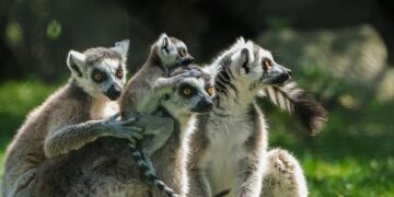 Q&A: The evolution of Ambazonian separatist groups in Anglophone Cameroon – ACLED (Armed Conflict Location and Event Data)