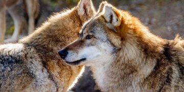 Scientists Find Shadowy Beast With Large Black Eyes—It’s a New Species – Newsweek