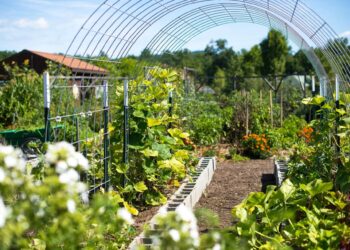 A school garden supports education and nutrition in The Gambia – Peace Corps (.gov)