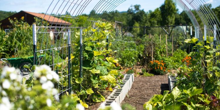 A school garden supports education and nutrition in The Gambia – Peace Corps (.gov)