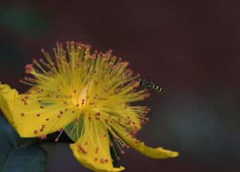 Former MLS player Aaron Boupendza dies after falling from 11th floor of building in China, soccer federation says – CBS News