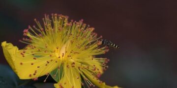 Former MLS player Aaron Boupendza dies after falling from 11th floor of building in China, soccer federation says – CBS News