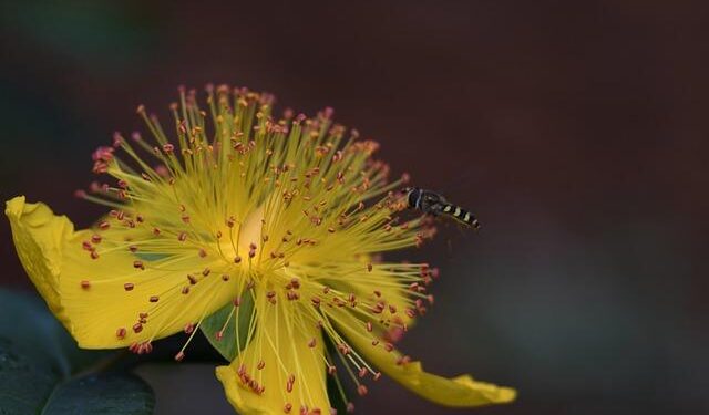 Former MLS player Aaron Boupendza dies after falling from 11th floor of building in China, soccer federation says – CBS News