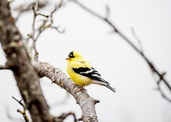 Americans linked to Congo coup attempt plead not guilty to US criminal charges – ABC News