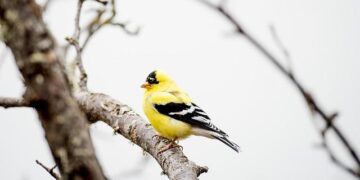 Americans linked to Congo coup attempt plead not guilty to US criminal charges – ABC News