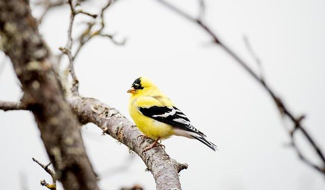 Americans linked to Congo coup attempt plead not guilty to US criminal charges – ABC News