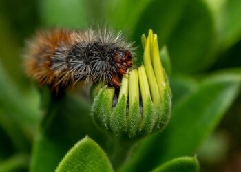 These newly discovered rare caterpillars eat each other and cover themselves with bones – USA Today