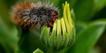 These newly discovered rare caterpillars eat each other and cover themselves with bones – USA Today