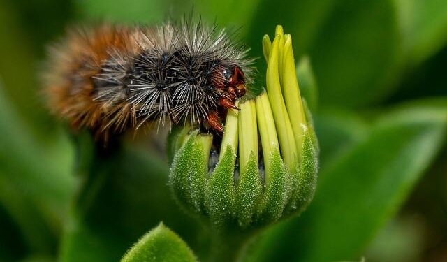 These newly discovered rare caterpillars eat each other and cover themselves with bones – USA Today