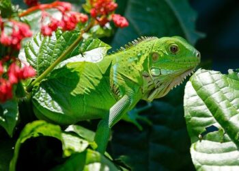 How Did the Iguanas Cross the Ocean? Now We May Know – Scientific American