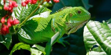 How Did the Iguanas Cross the Ocean? Now We May Know – Scientific American