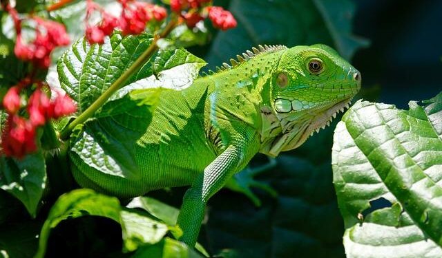 How Did the Iguanas Cross the Ocean? Now We May Know – Scientific American