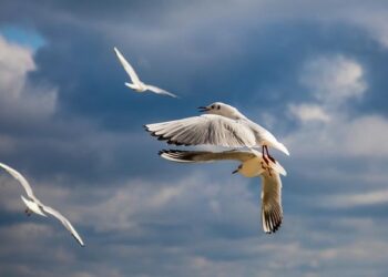 Bulgaria to Demand Compensation from Israel over Killing of UN Worker in Gaza – Palestine Chronicle