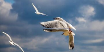 Bulgaria to Demand Compensation from Israel over Killing of UN Worker in Gaza – Palestine Chronicle