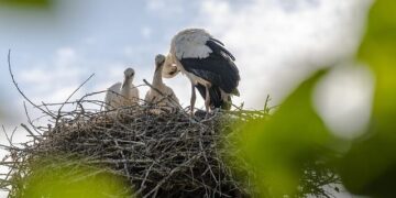 Google won’t bring new Nest Thermostats to Europe – Engadget