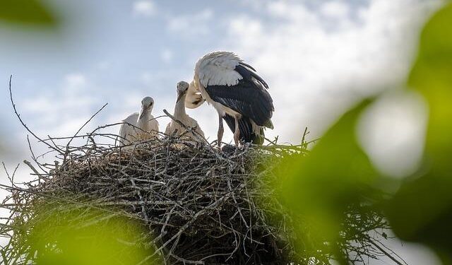 Google won’t bring new Nest Thermostats to Europe – Engadget