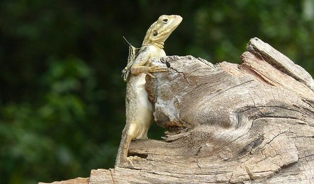 Liberia: PASSWAR Urges Calm as Nimba By-Election Vote Count Begins – FrontPageAfrica