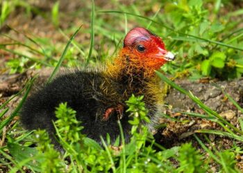 Her POV: ‘On Becoming a Guinea Fowl’ calls to speak ill of the living before they die – The Stanford Daily