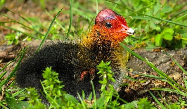 Her POV: ‘On Becoming a Guinea Fowl’ calls to speak ill of the living before they die – The Stanford Daily