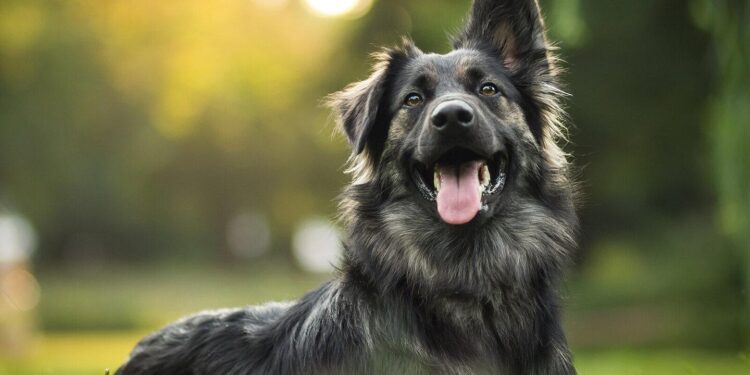 Pitcairn Police and animal shelter looking for owner who left dog to die – “He’s simply bones.” – CBS News