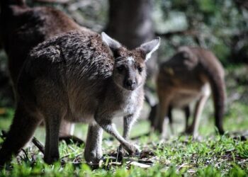 Aussie ‘dream’ falls apart four months after young expat’s arrival with $20,000: ‘In Canada everything’s free’ – Yahoo