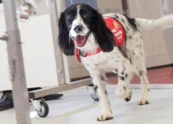 Training to fight malaria in Uganda – Northwestern Now News