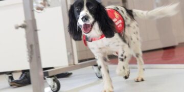 Training to fight malaria in Uganda – Northwestern Now News