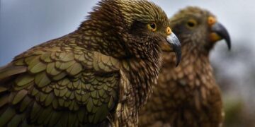 Xinhua News | Chinese animated blockbuster “Ne Zha 2” premieres in Finland to warm welcome – Xinhua News