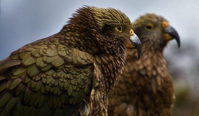 Xinhua News | Chinese animated blockbuster “Ne Zha 2” premieres in Finland to warm welcome – Xinhua News