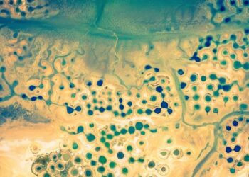 Senegal Suspends Potato and Onion Imports to Promote Agricultural Self-Sufficiency – Farmers Review Africa