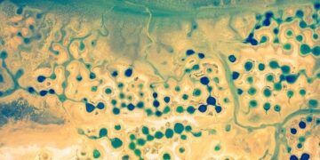 Senegal Suspends Potato and Onion Imports to Promote Agricultural Self-Sufficiency – Farmers Review Africa