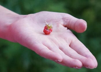 Malawi Lake of Stars Arts Festival Marks Twenty Powerful Years of Transforming Local Talent, Empowering Communities, and Celebrating Global Cultural Connections – Travel And Tour World