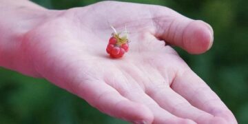 Malawi Lake of Stars Arts Festival Marks Twenty Powerful Years of Transforming Local Talent, Empowering Communities, and Celebrating Global Cultural Connections – Travel And Tour World