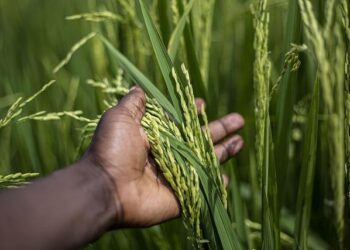 Burundi’s army is withdrawing from DR Congo, four sources say – Reuters