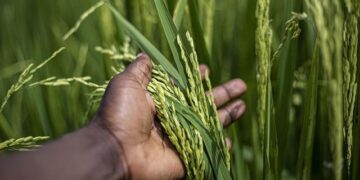 Burundi’s army is withdrawing from DR Congo, four sources say – Reuters