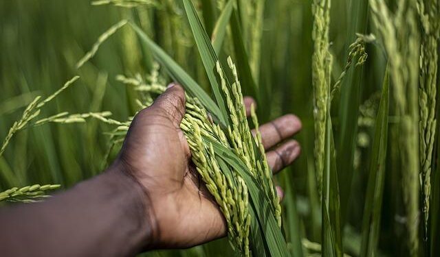 Burundi’s army is withdrawing from DR Congo, four sources say – Reuters