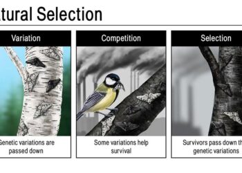 Watch: Natural Selection Finals Day In Micronesia – SURFER Magazine