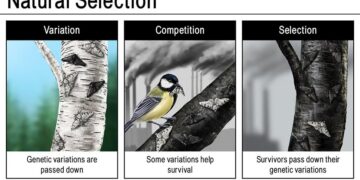 Watch: Natural Selection Finals Day In Micronesia – SURFER Magazine