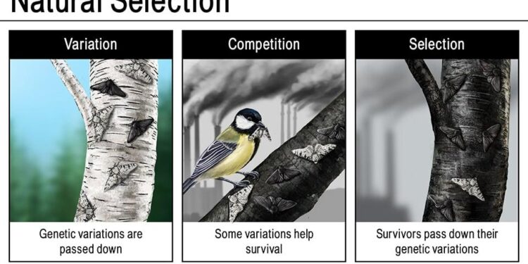 Watch: Natural Selection Finals Day In Micronesia – SURFER Magazine